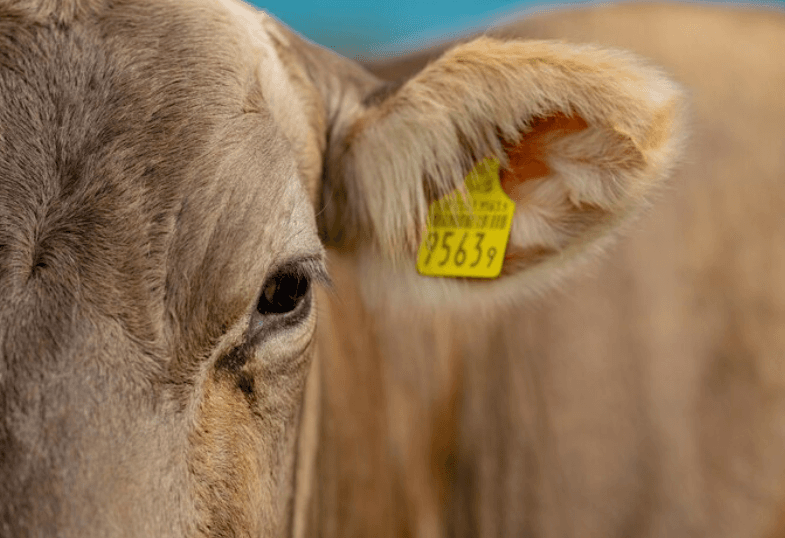 Kulak küpe ve sıra bilgisi